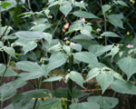 Cumari Pollux
